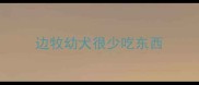 边牧幼犬很少吃东西