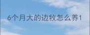 6个月大的边牧怎么养