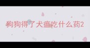 狗狗得了犬瘟吃什么药