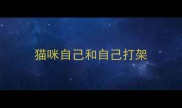 猫咪自己和自己打架