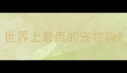 世界上最贵的宠物狗