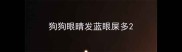 狗狗眼睛发蓝眼屎多
