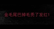 金毛尾巴掉毛秃了发红