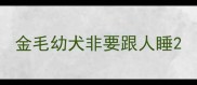 金毛幼犬非要跟人睡
