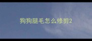 狗狗腿毛怎么修剪