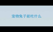 宠物兔子能吃什么