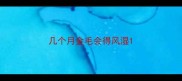 几个月金毛会得风湿