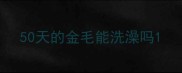 50天的金毛能洗澡吗