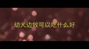 幼犬边牧可以吃什么好