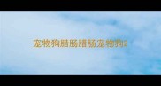 宠物狗腊肠腊肠宠物狗