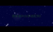 黑泰迪和白泰迪配狗