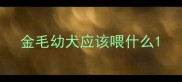 金毛幼犬应该喂什么