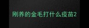 刚养的金毛打什么疫苗
