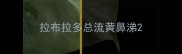 拉布拉多总流黄鼻涕