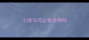 小矮马可以做宠物吗