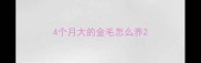 4个月大的金毛怎么养
