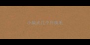 小柴犬几个月换毛