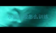 小狗乱咬怎么训练