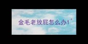 金毛老放屁怎么办