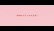 雪纳瑞几个月长出蛋蛋