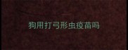 狗用打弓形虫疫苗吗