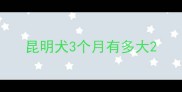 昆明犬3个月有多大