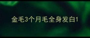 金毛3个月毛全身发白