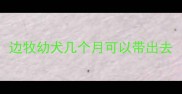 边牧幼犬几个月可以带出去