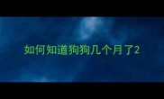 如何知道狗狗几个月了