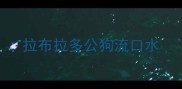 拉布拉多公狗流口水