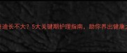 茶杯泰迪长不大5大关键期护理指南助你养出健康大狗