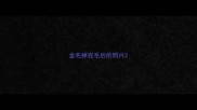 金毛掉完毛后的照片