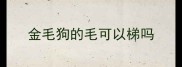 金毛狗的毛可以梯吗