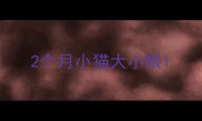 2个月小猫大小眼