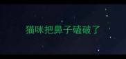 猫咪把鼻子磕破了