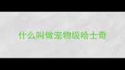 什么叫做宠物级哈士奇