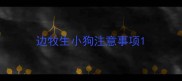边牧生小狗注意事项