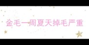 金毛一周夏天掉毛严重