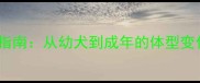 泰迪犬全成长指南从幼犬到成年的体型变化与饲养要点