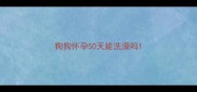 狗狗怀孕50天能洗澡吗