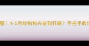幼犬拆家预警4-5月龄狗狗兴奋到狂飙手把手教你科学应对