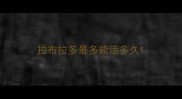 拉布拉多最多能活多久