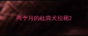 两个月的杜宾犬拉稀