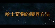 哈士奇狗的喂养方法