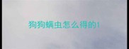 狗狗螨虫怎么得的