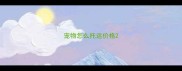 宠物怎么托运价格