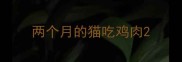 两个月的猫吃鸡肉