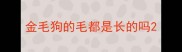 金毛狗的毛都是长的吗