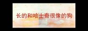 长的和哈士奇很像的狗