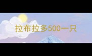 拉布拉多500一只
